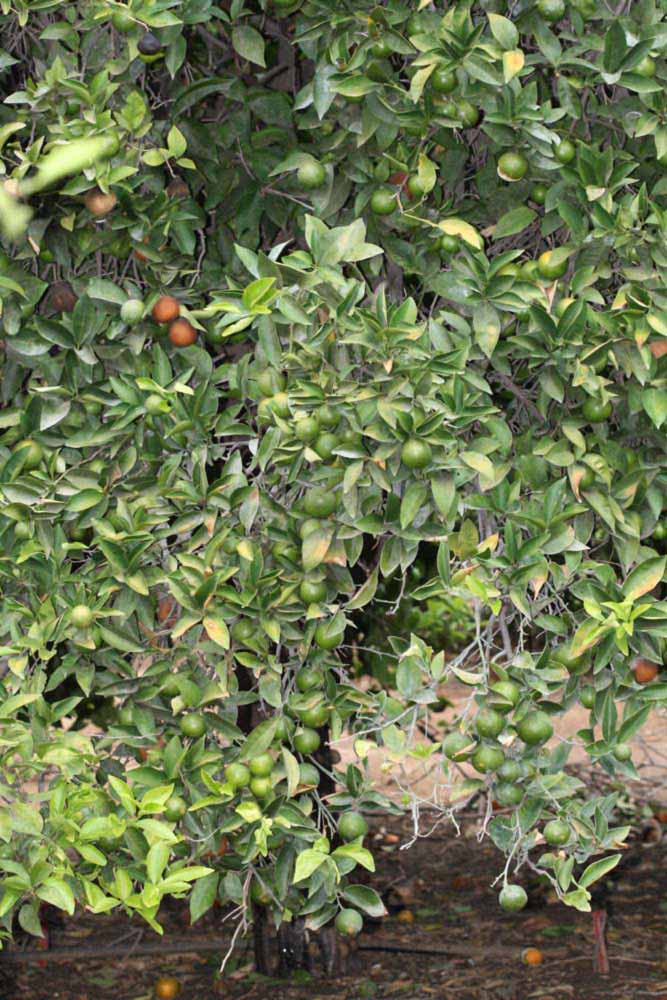            Habit (Riverside, CA)   